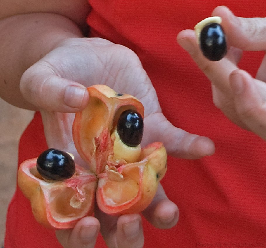 Ackee Fruit