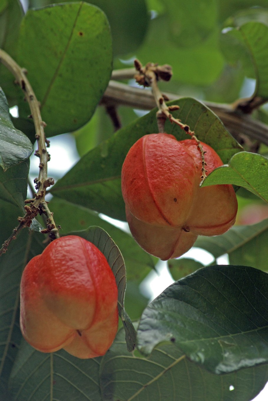 Гуарана Лиана