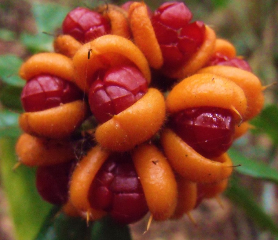 Unripe Fruit Magazine