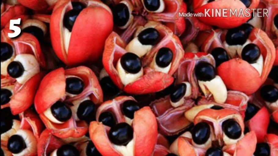 Блигия Африканская фото