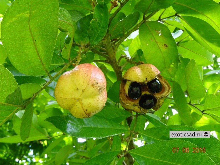 Разрез Блигия