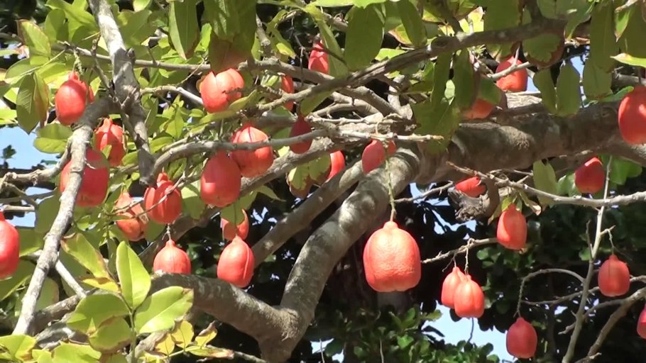 Блигия дерево