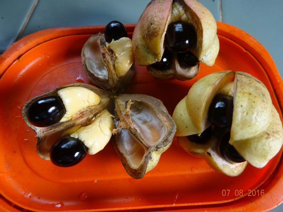 Фрукт ackee ямайка