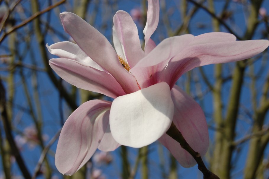 Magnolia salicifolia листья