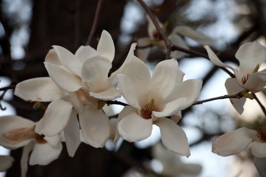 Magnolia salicifolia листья