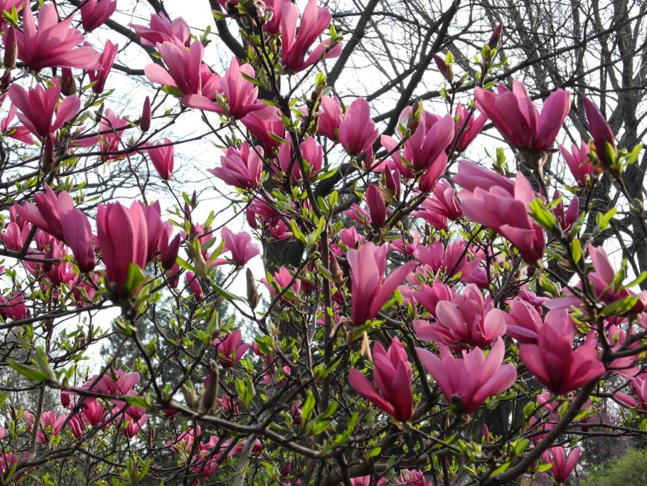 Магнолия Тунберга