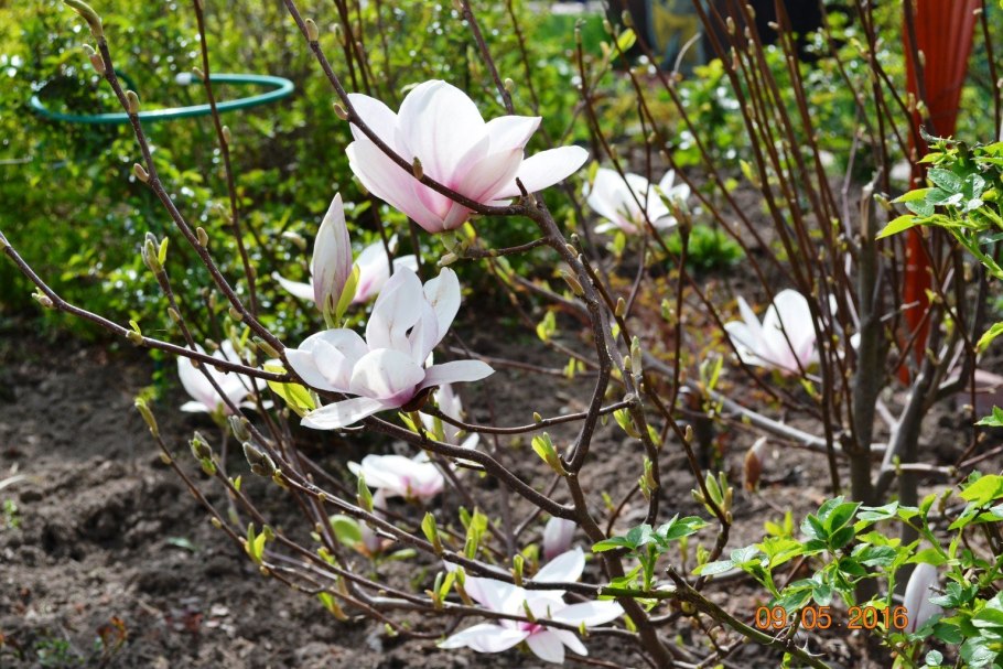 Magnolia salicifolia листья