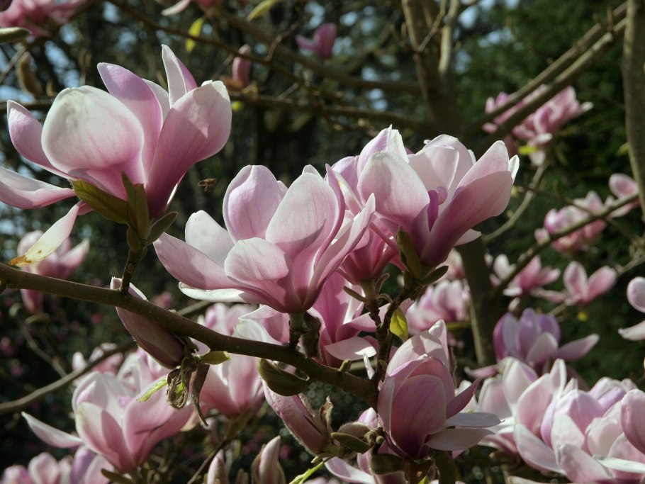 Magnolia salicifolia листья
