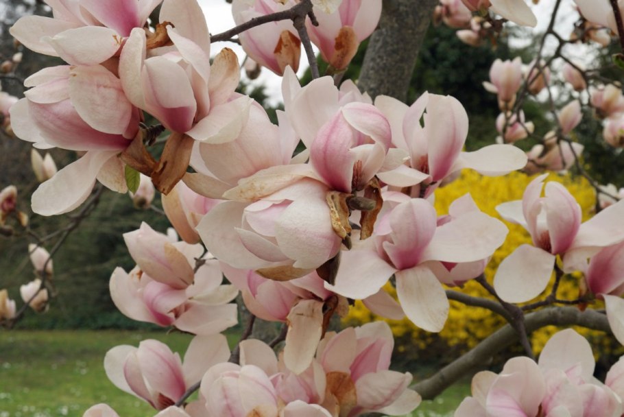 Magnolia salicifolia