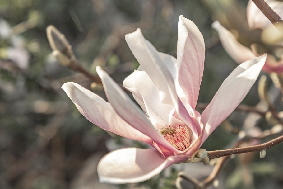 Ташкент "Magnolia"