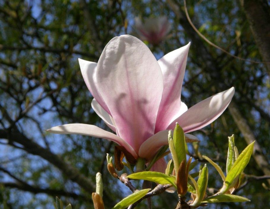 Магнолия тюльпановидная