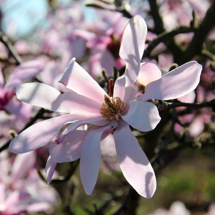 Цветущая Магнолия дерево