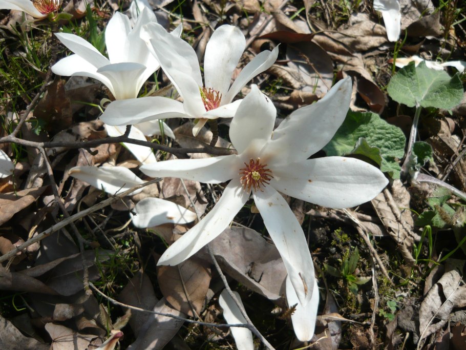 Магнолия Суланжа Сьюзан