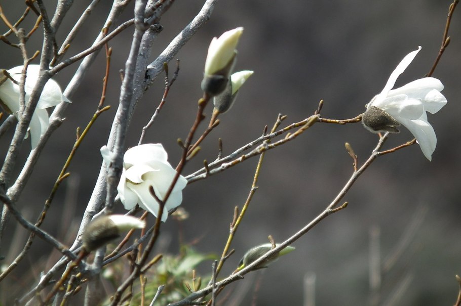 Магнолия звёздчатая кора