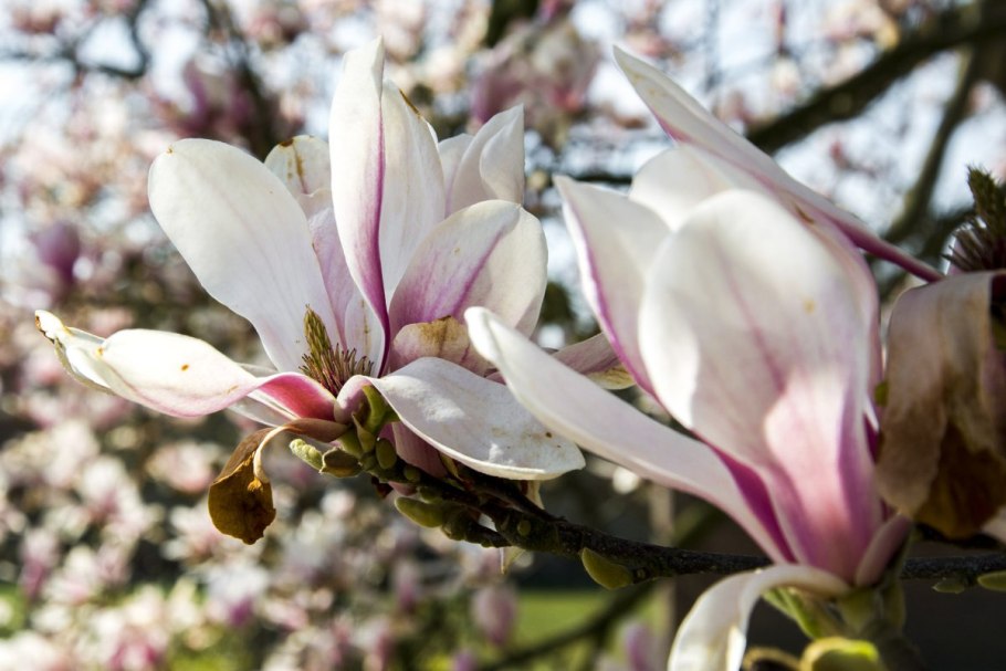 Magnolia salicifolia