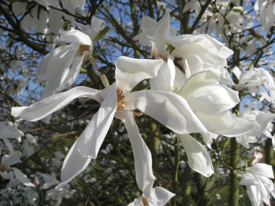 Магнолия на штамбе