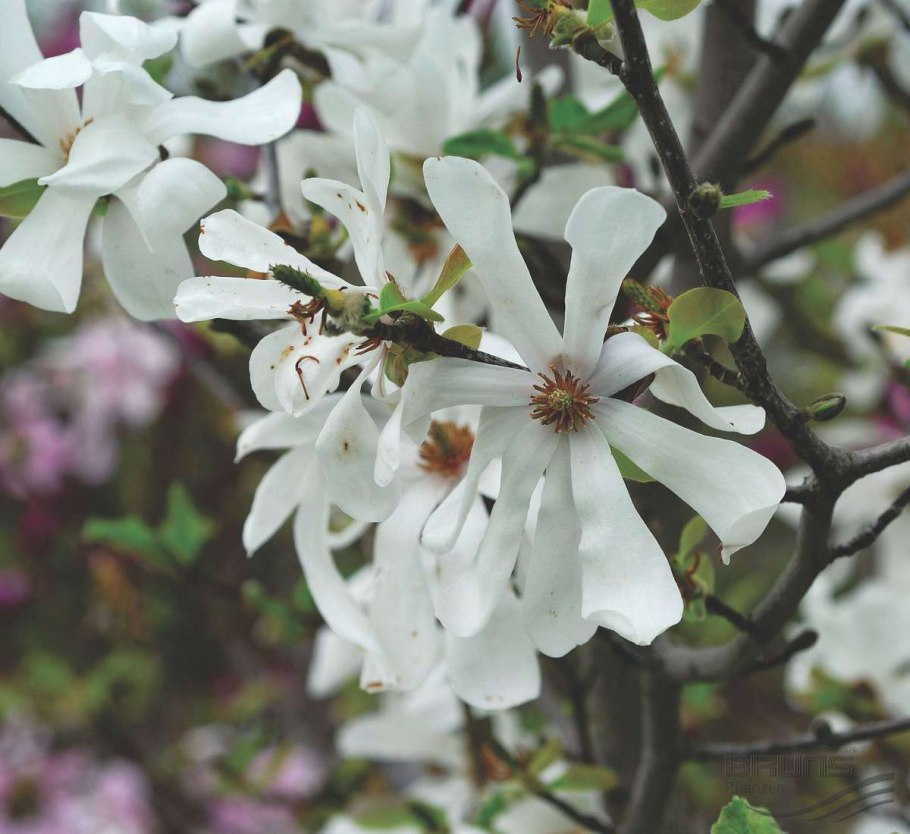 Магнолия звёздчатая