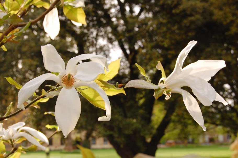 Магнолия иволистная цветок