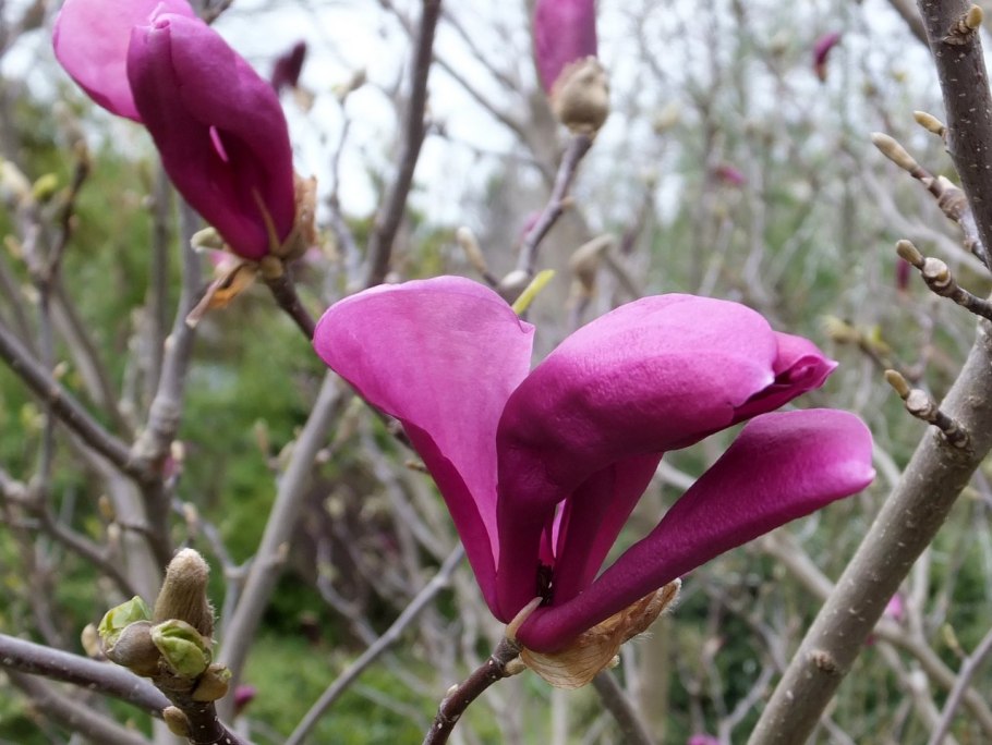 Магнолия дарахти
