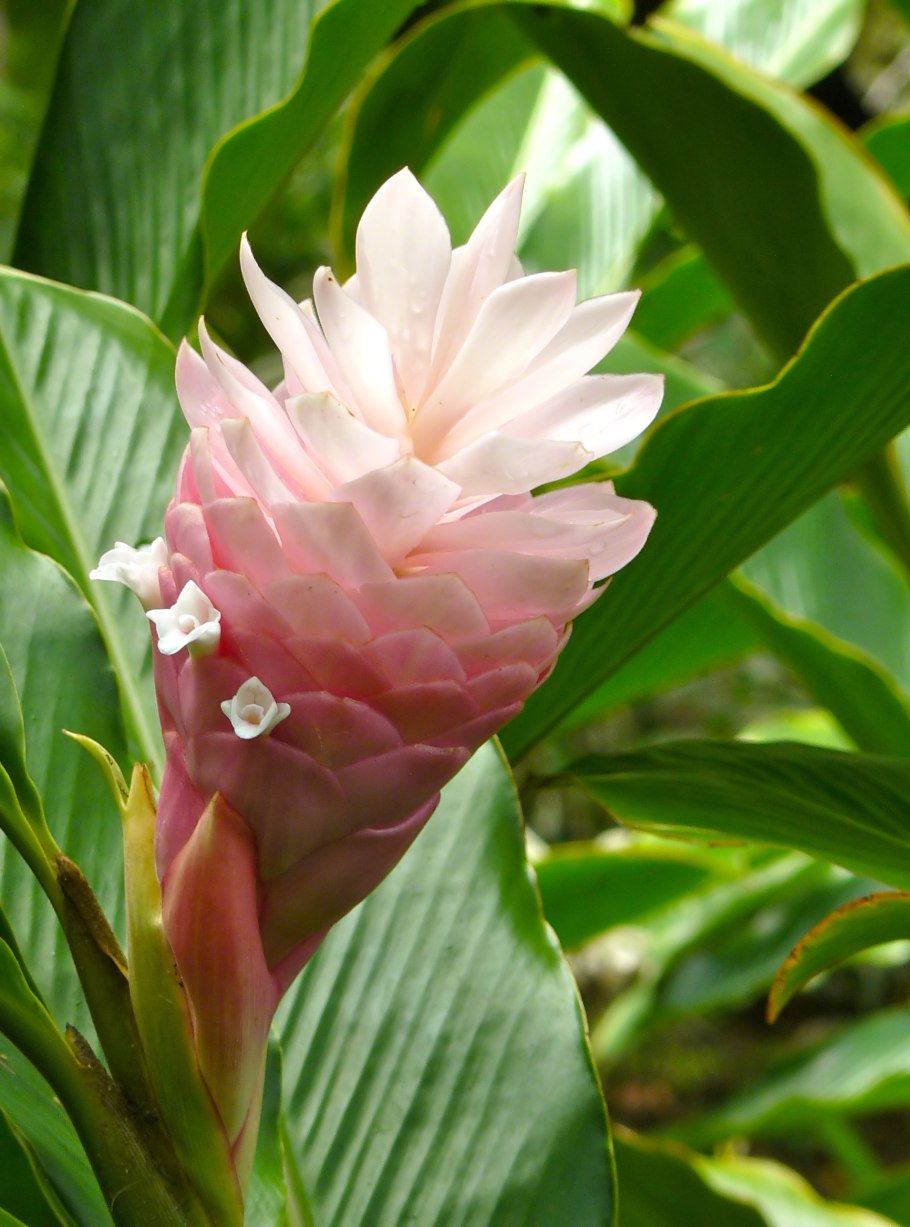 Альпиния Сандера