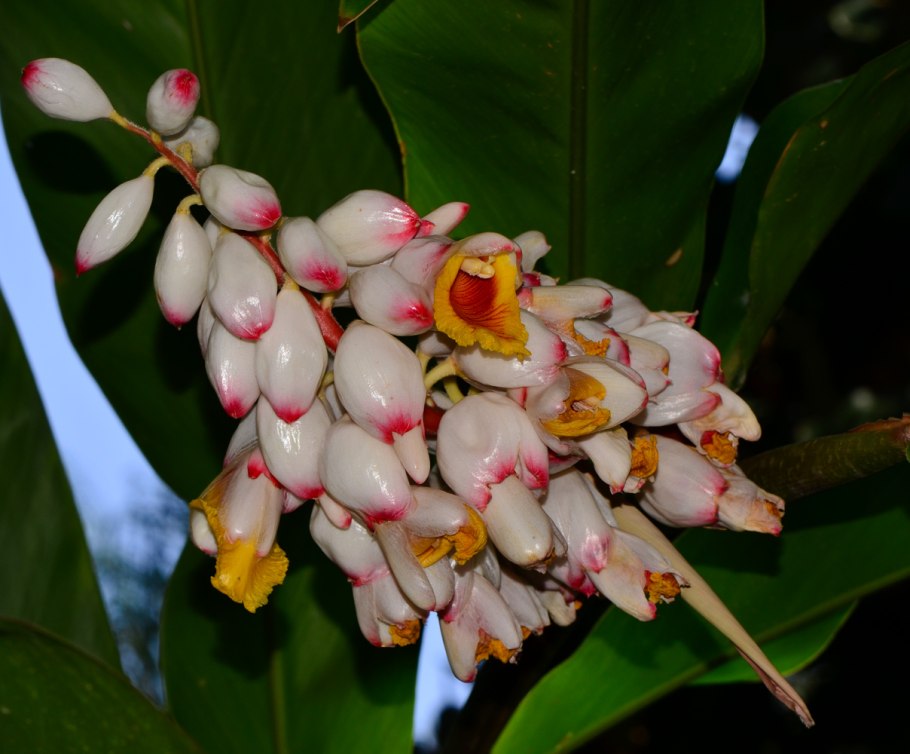 Альпиния желтоплодная