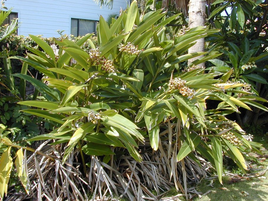 Альпиния вариегатная