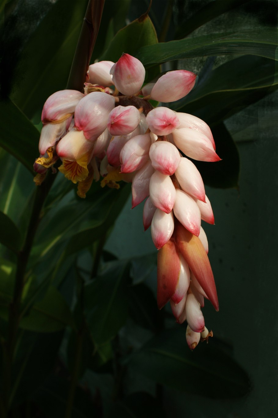 Альпиния пониклая