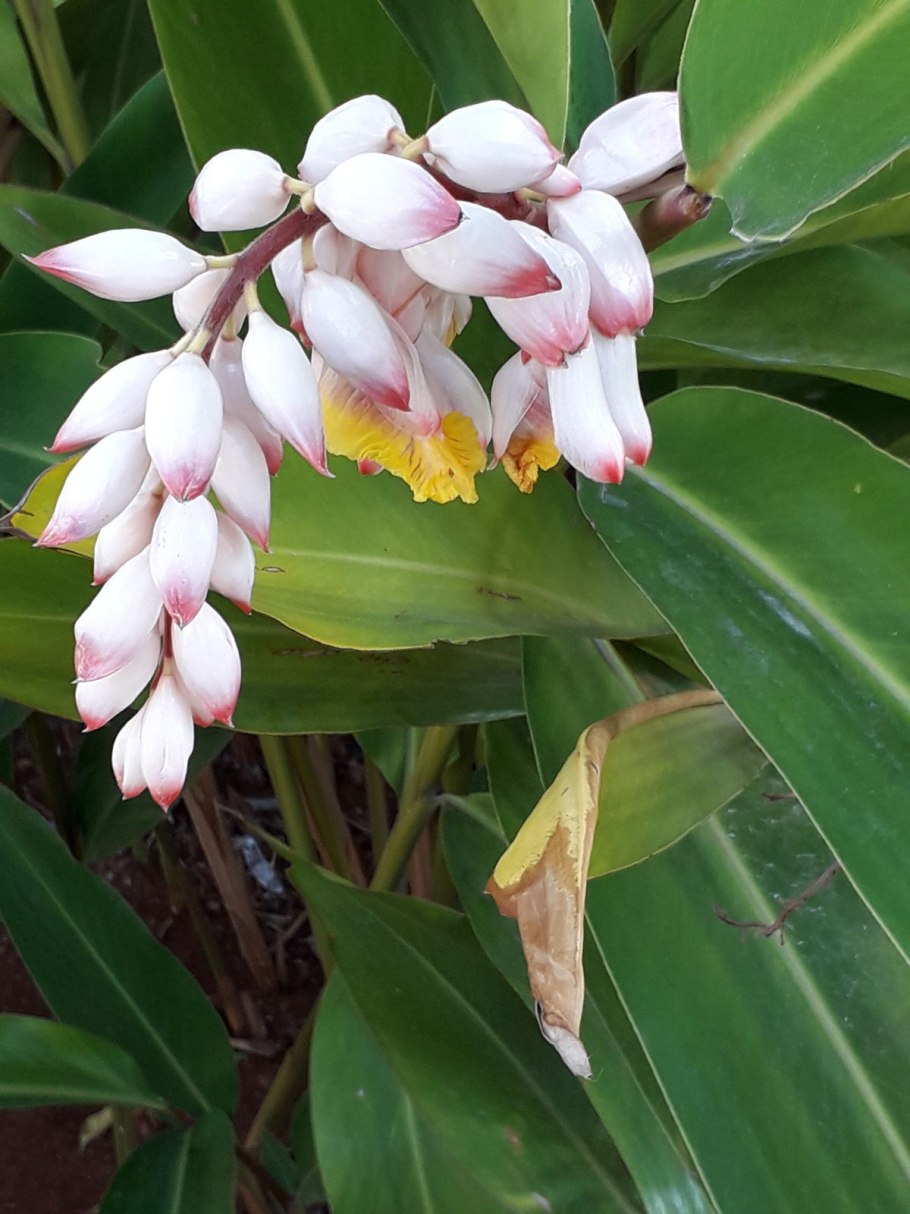 Альпиния Сандера