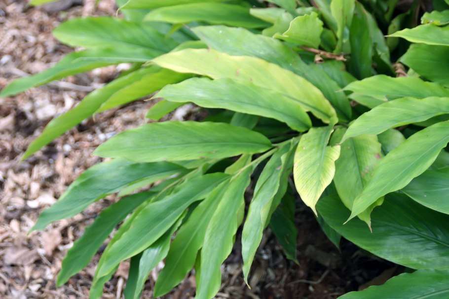 Кардамон цветок