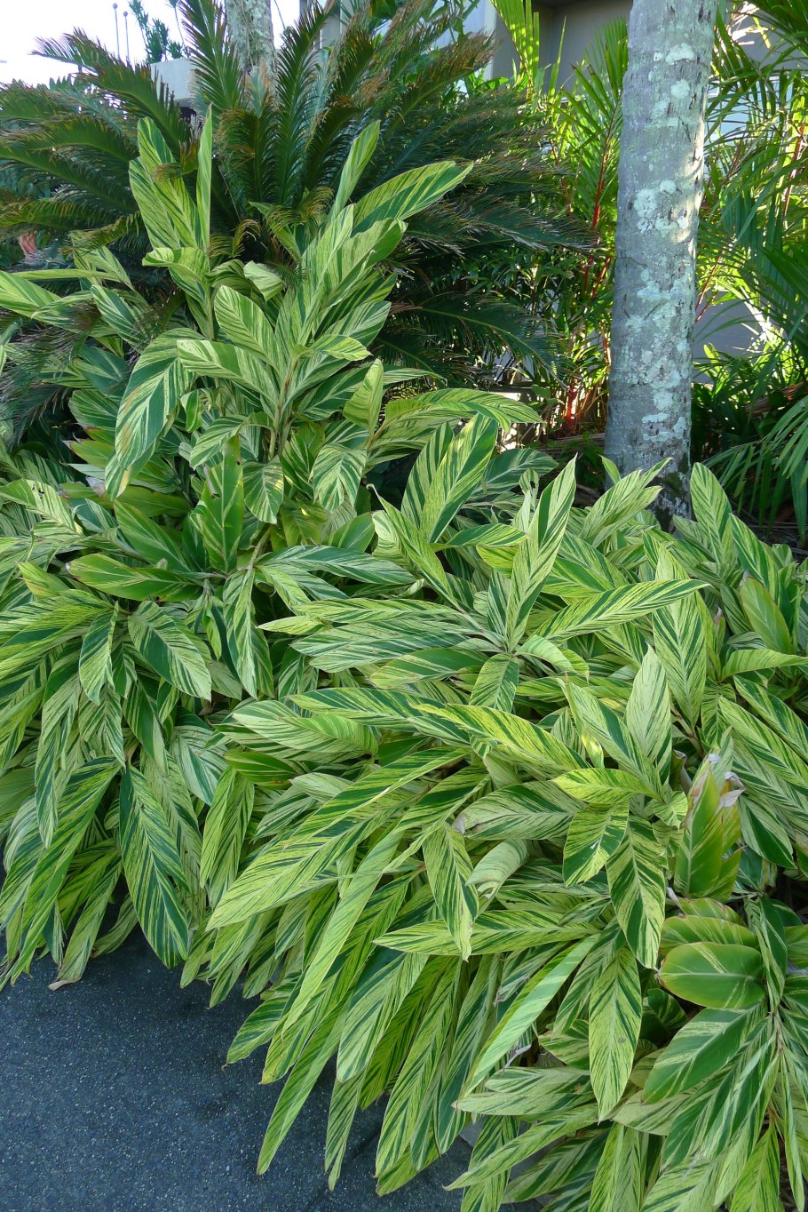 Альпиния пониклая