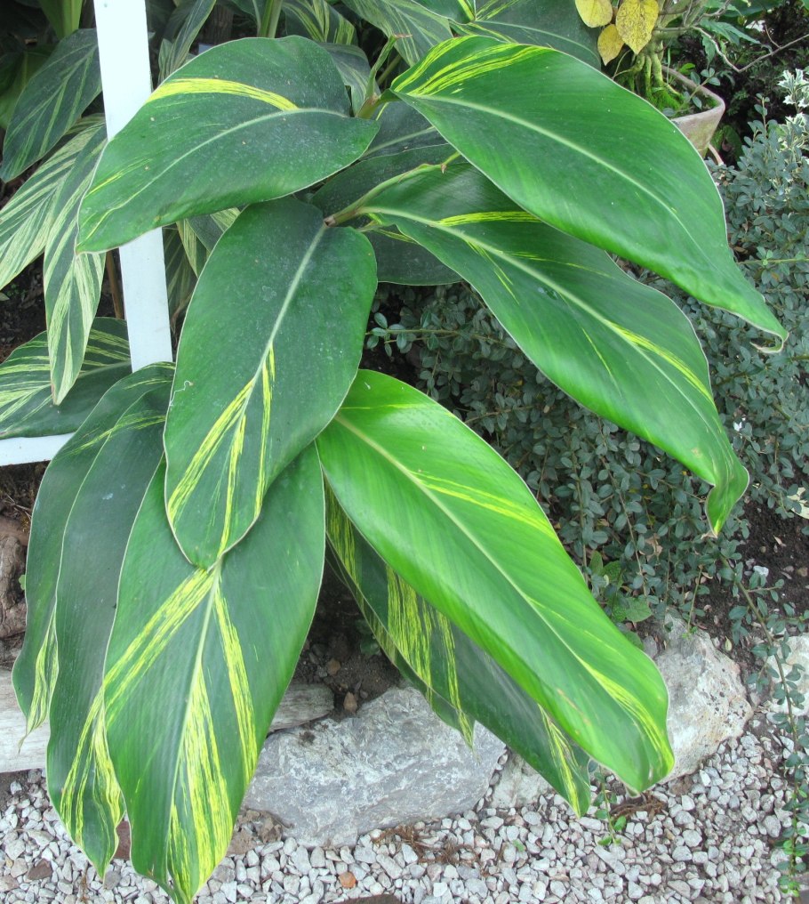 Альпиния Сандера