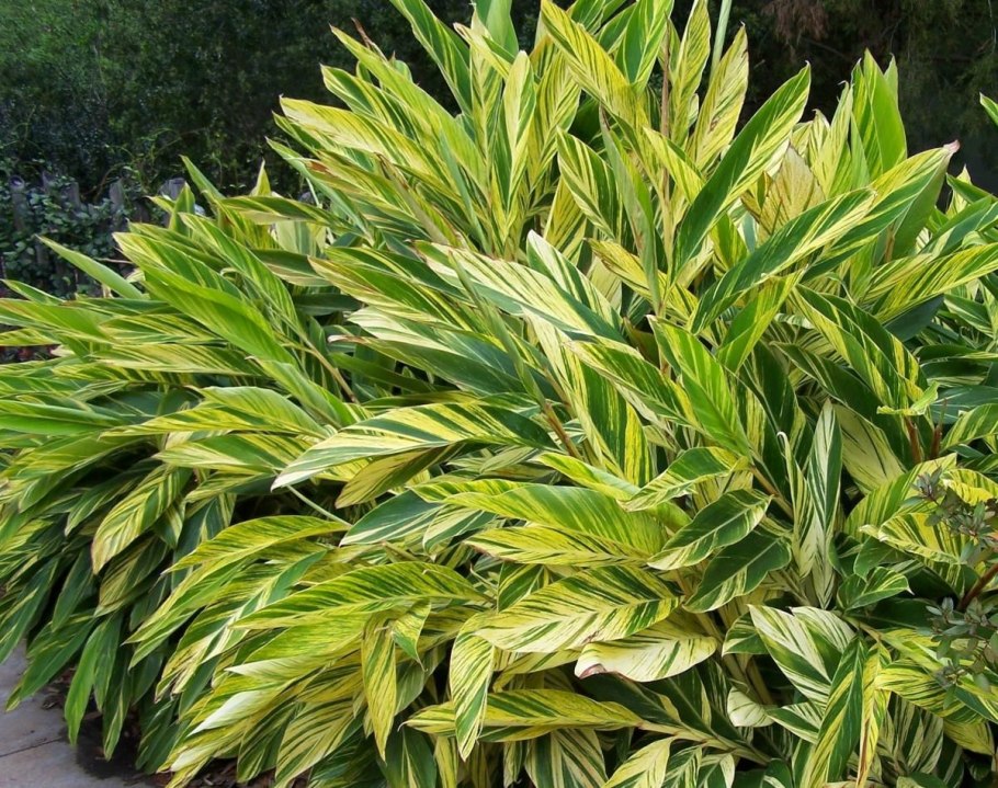 Альпиния вариегатная