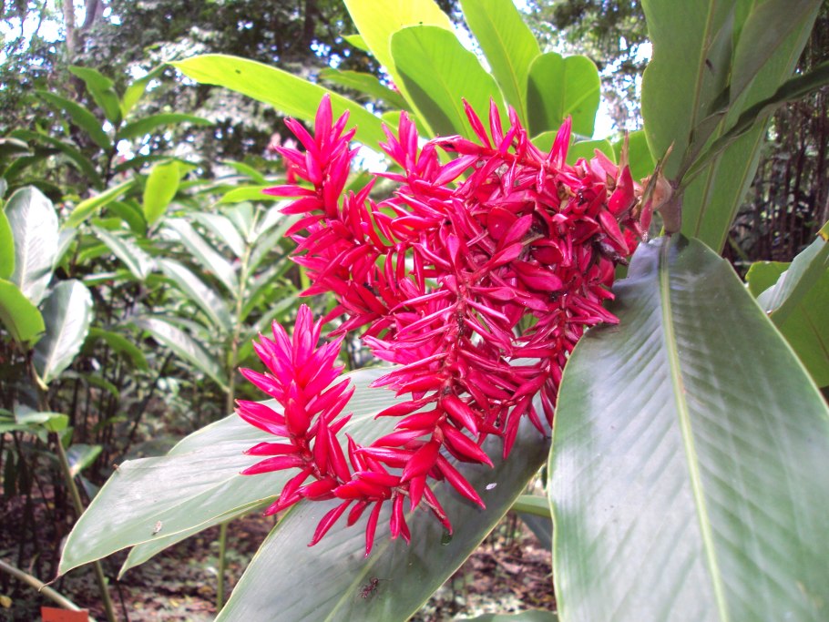 Alpinia zerumbet
