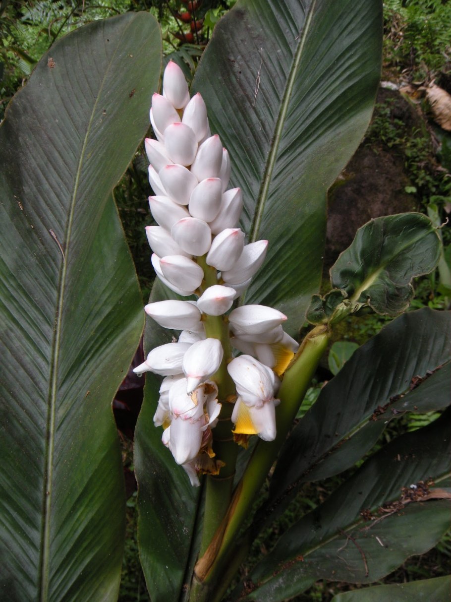 Альпиния желтоплодная фото