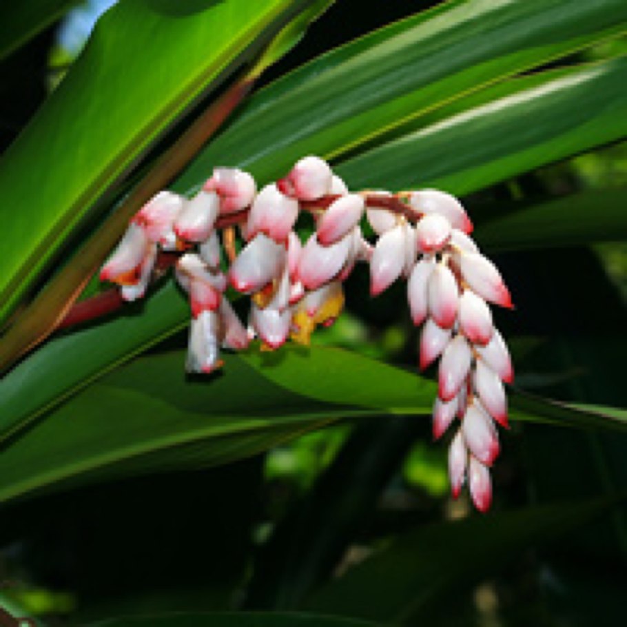 Alpinia pumila