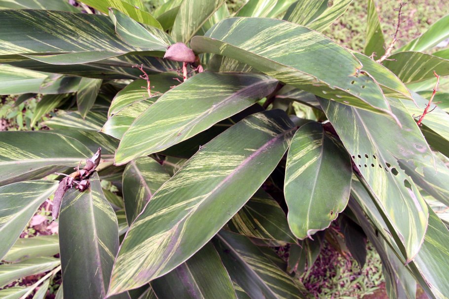 Альпиния пурпурная зерумбет