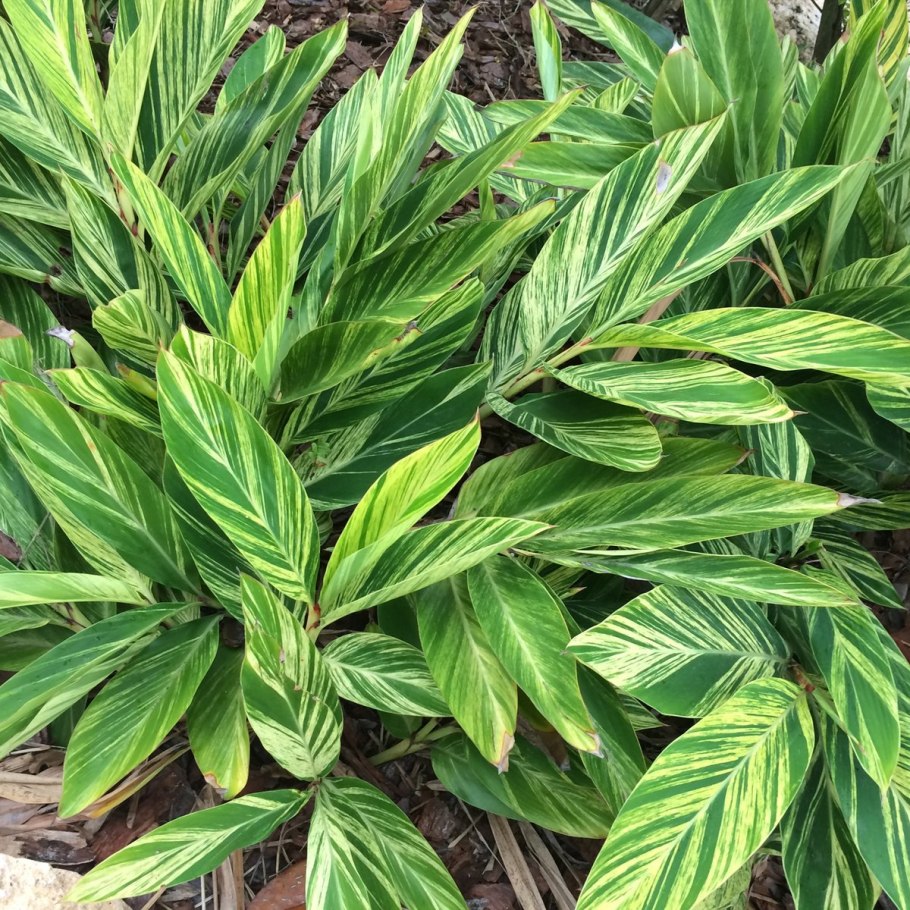 Альпиния vittata White variegated