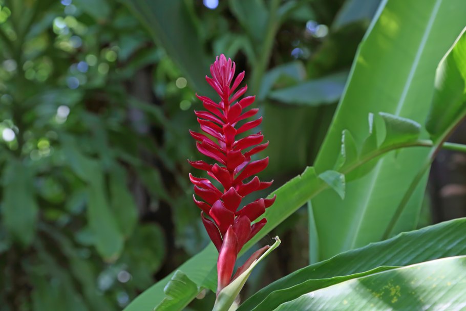 Альпиния пурпурная