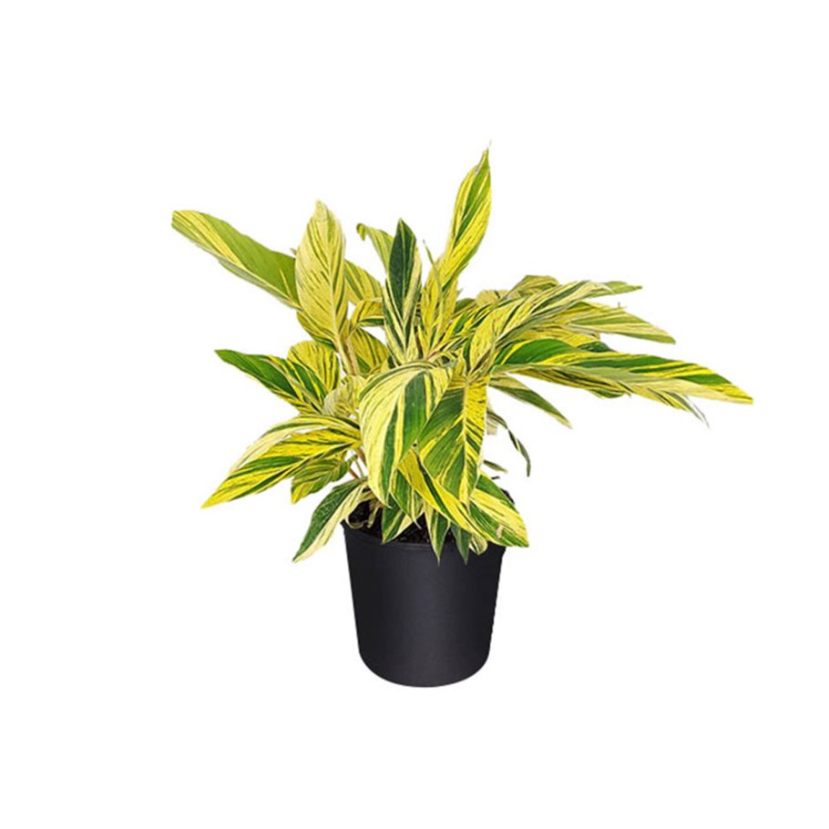 Альпиния цветок фото