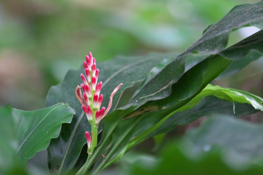 Альпиния пониклая зеленая