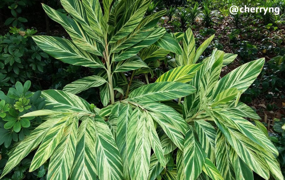 Альпиния пониклая Вариегата