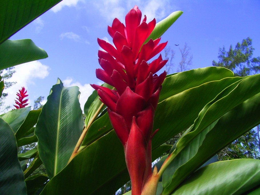 Alpinia speciosa