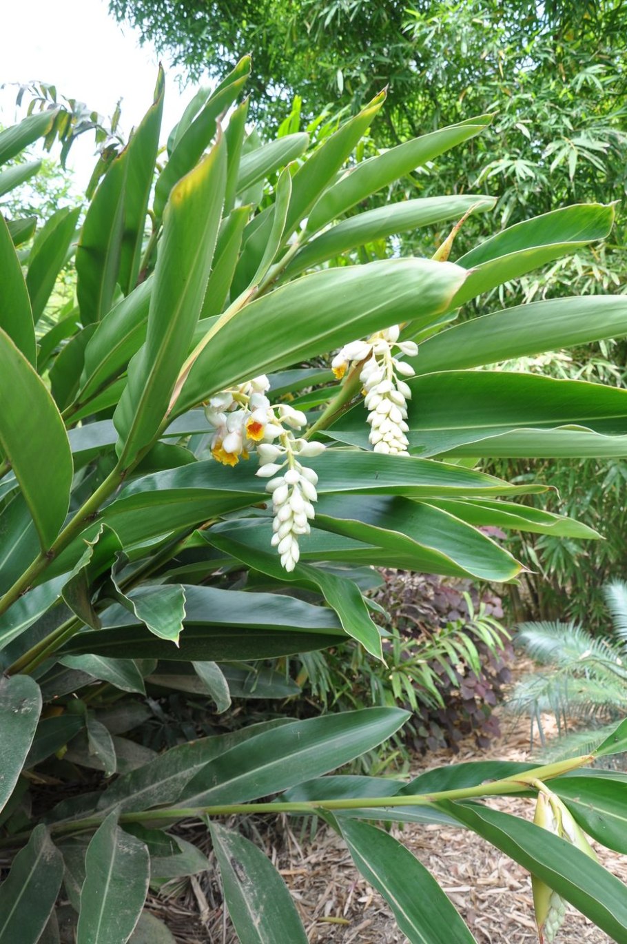 Alpinia officinarum