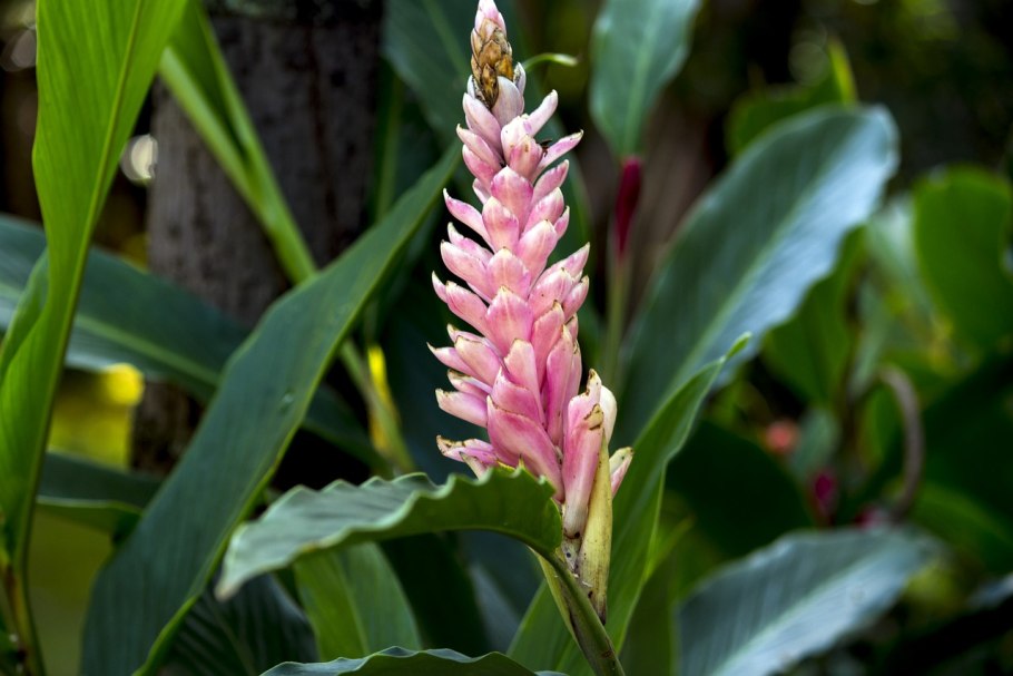 Alpinia zerumbet фото