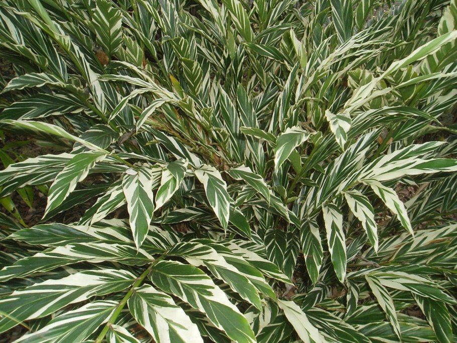 Альпиния растение