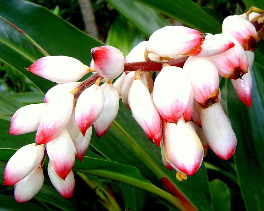 Альпиния Вариегата зерумбет