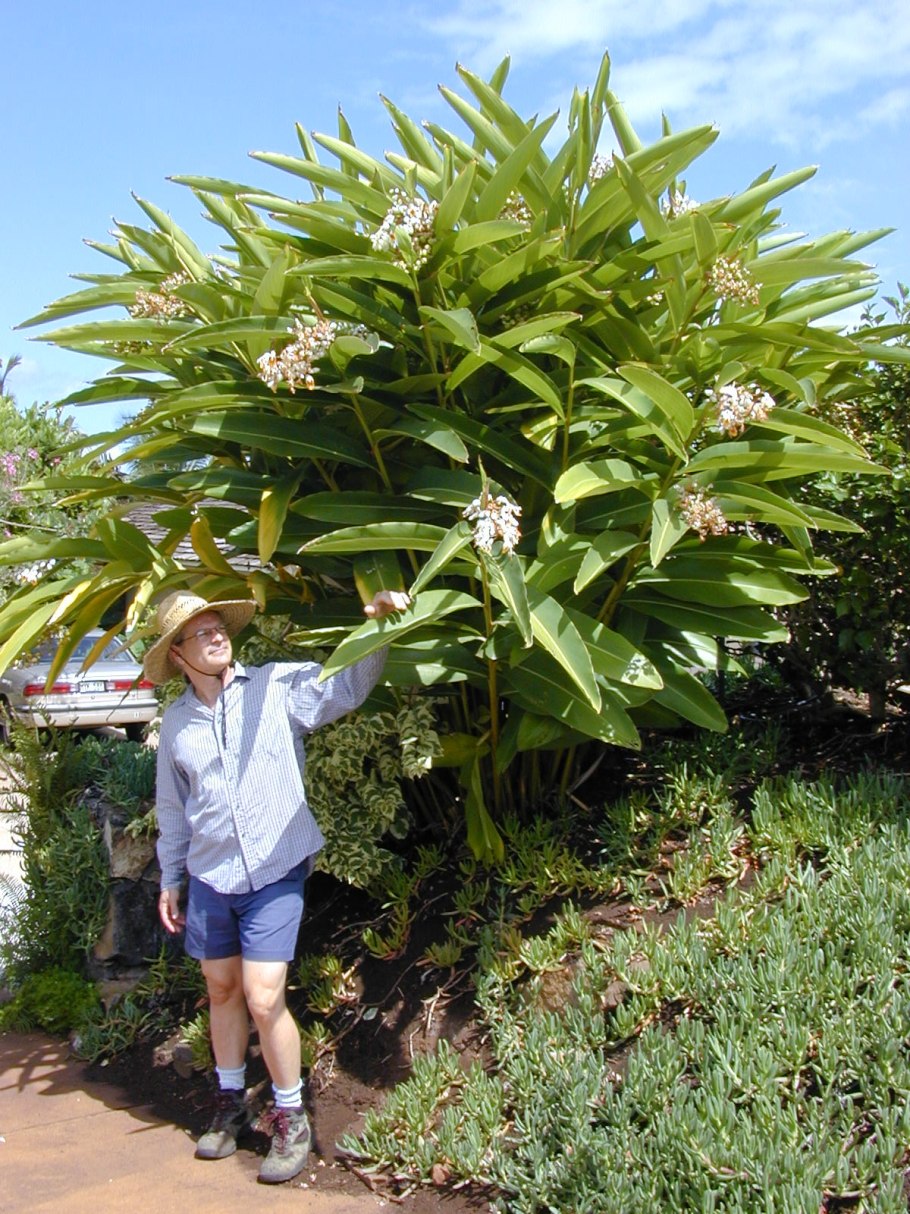 Альпиния пурпурная