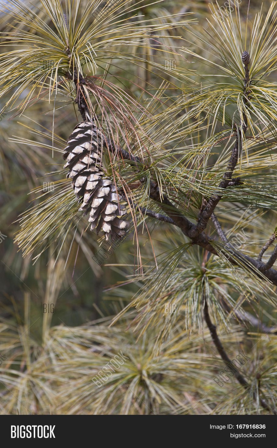 Сосна гималайская (Гриффита) (Pinus wallichiana (griffithii))