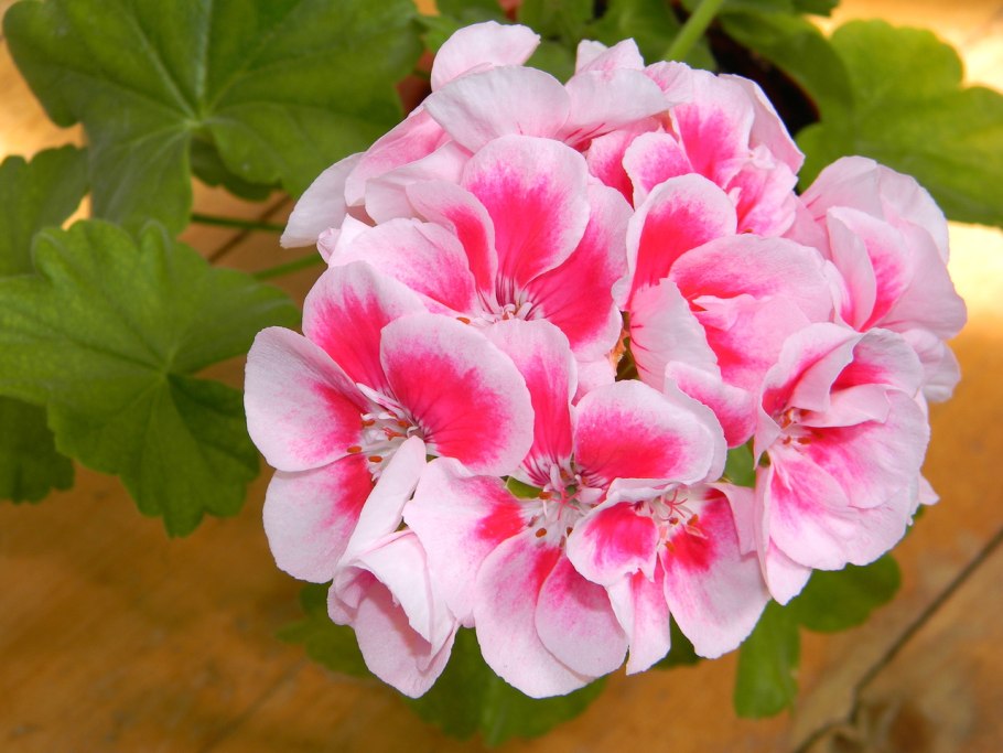 Пеларгония герань зональная