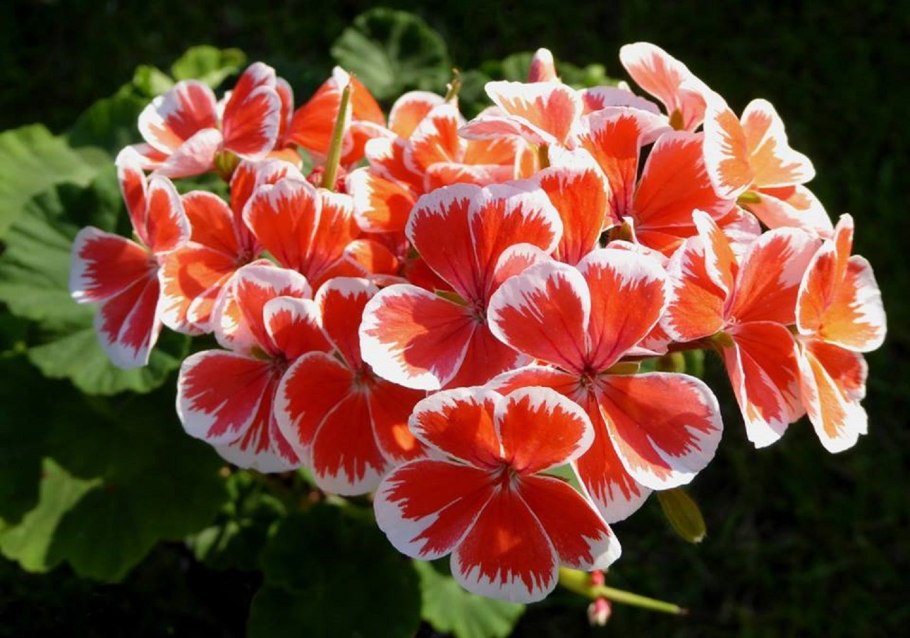 Пеларгония Мистер Врен